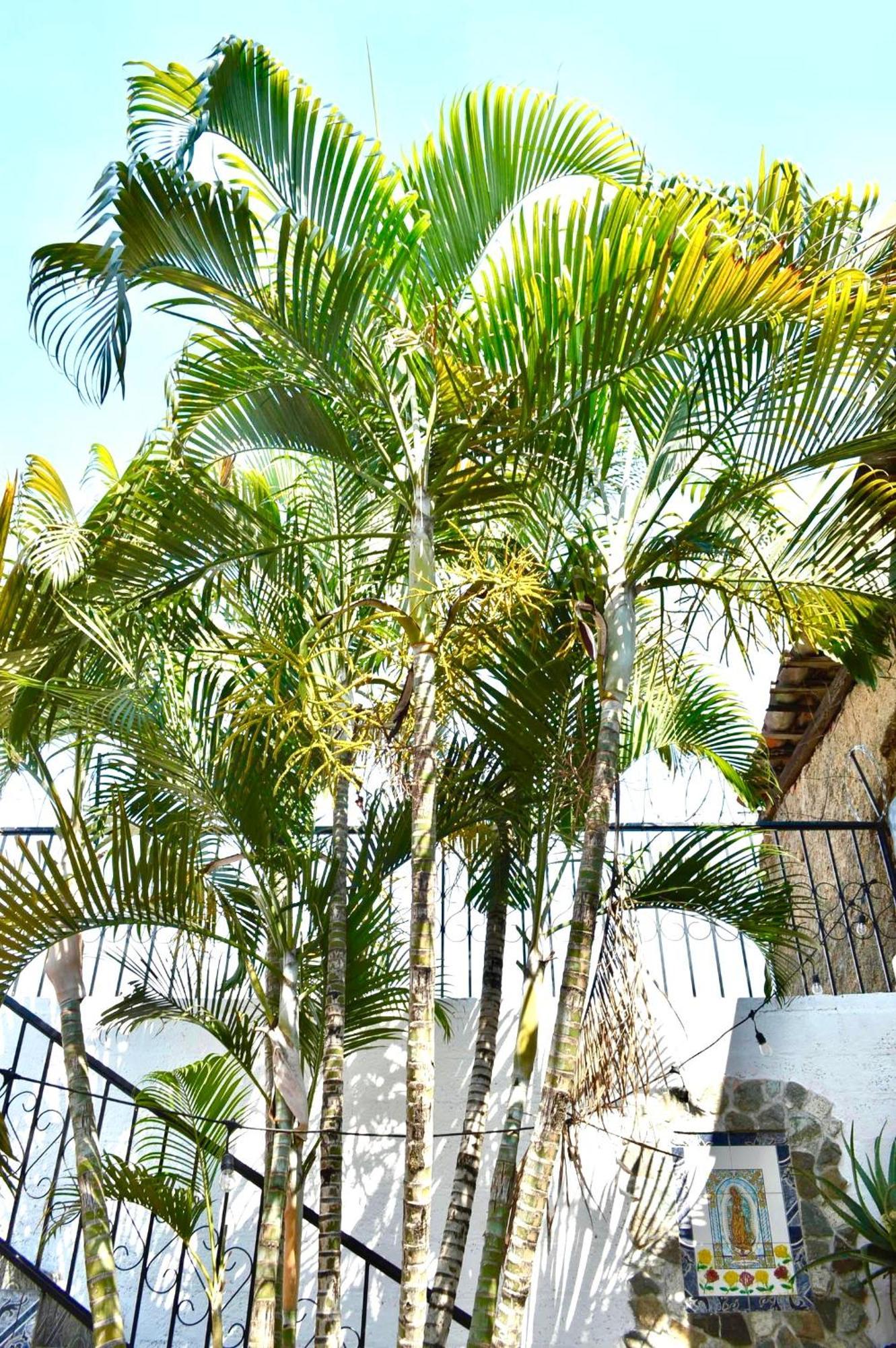 Casa Coco Hostel Santa Ana Kültér fotó